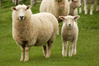 Avių vilnos keratinas – žaizdų gydymui 