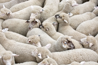 Ūkininkui neliko kitos išeities, kaip nugalabyti daugiau nei 3 tūkst. avių 
