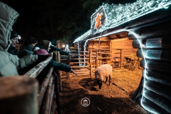 Gyvos avys prakartėlėje: tai gyvūnų kankinimas