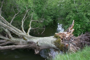 Ąžuolynams daugiausia pakenkė vėjas