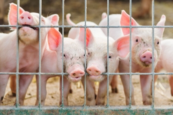 Gyvulininkystės ūkiai kviečiami investuoti į biosaugą – tam skirta daugiau kaip milijonas eurų