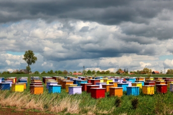 Bitininkai pirmą kartą kviečiami burtis į bičių veisimo organizacijas