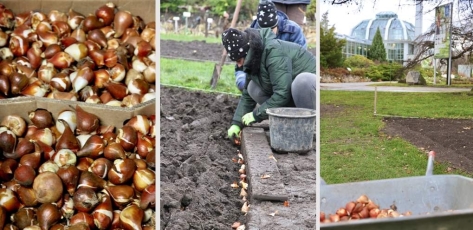 Į dirvą susodinti paskutiniai tulpių svogūnėliai: pavasarį sodas pasitiks kone dvigubai išplėsta ekspozicija