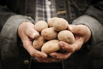 Bulvių žiedinis puvinys – aktuali problema