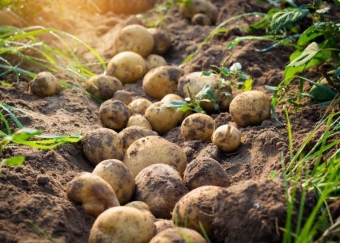 Žąsys „nukasė“ bulvių derlių