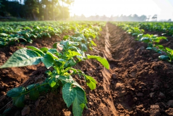 Klimato kaita bulvių augintojus spraudžia į kampą