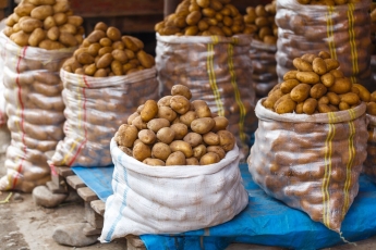 Europos organizacijos skambina pavojaus varpais dėl bulvių maro