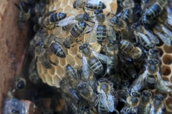 Tamsioji vakarinė medunešė bitė įrašyta į Saugomų gyvūnų, augalų ir grybų rūšių sąrašą