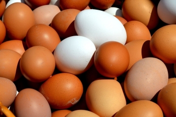 Didžiausia kiaušinių gamintoja Šiaurės Europoje veiklą išplėtė visame Baltijos regione
