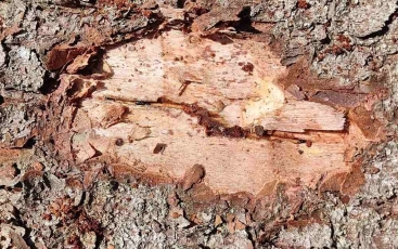 Ragina tvarkyti stichinių nelaimų zonose pažeistus eglynus