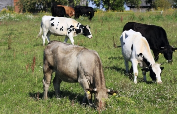 „Ekoagros“ pataria: kaip išvengti pažeidimų ekologinėje gyvulininkystėje?