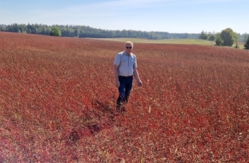 Grikių plotams traukiantis supirkimo kainos trepsi vietoje