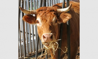 Gyvulių augintojams – dar vieni biurokratiniai pančiai