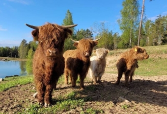 Hailendų banda