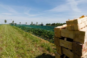 ES ūkininkams nebetaikomas reikalavimas dalį dirbamos žemės palikti pūdymui