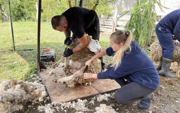 Vaitkuškio dvare vyko tradicinė avių kirpimo šventė