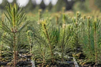 Aplinkosaugininkai tęs miško sodmenų kokybės ir kilmės tikrinimo reidus