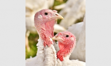 VMVT baigia produkcijos iš paukščių gripo židinio kalakutų ūkyje atsekamumo procesą