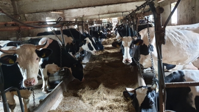 LŽŪBA ministerijai pateikė pasiūlymą dėl ES paramos pieno gamintojams