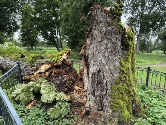 Salantų kaštonas neatlaikė gūsingo vėjo