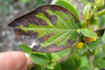 Pavojinga bakterija Xylella fastidiosa aptikta Liuksemburge