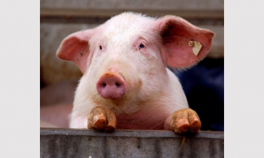 Dirbtinis intelektas stebi ir vertina kiaulių nuotaikas bei jas prižiūrinčius darbuotojus