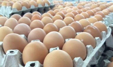 Girelės paukštyno kiaušinių verslo įsigijimo sandoris bus nagrinėjamas iš naujo
