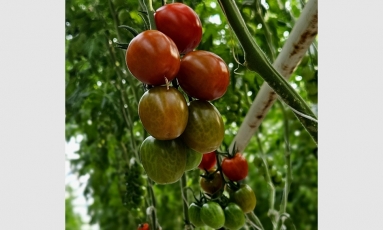 Parduotuvių lentynas pasiekė pirmasis lietuviškų daržovių derlius