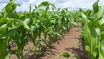 Kukurūzų auginimo grūdams galimybės auga