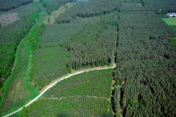 Lietuvos miškai: kaip sugrūsti juos į GAR rėmus?