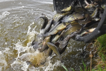Pernai į Lietuvos vandens telkinius įžuvinta beveik 16 milijonų įvairių rūšių žuvų