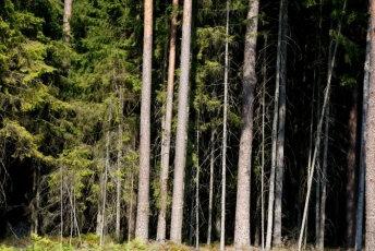 Eglė išlieka viena iš pagrindinių medžių rūšių