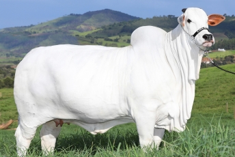 Brazilija didžiuojasi – sukūrė pasaulyje brangiausią karvę