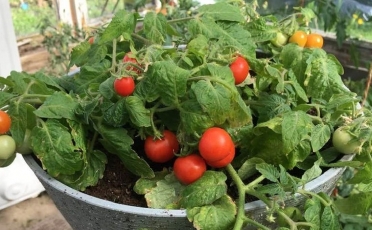 Mažyliai nykštukiniai pomidorai – ir gardėsis lėkštėje, ir balkono puošmena