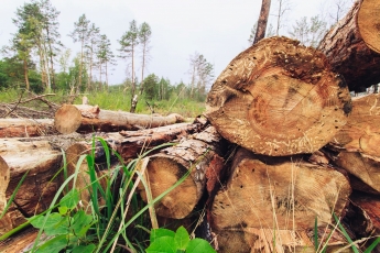 Seimas tris kartus padidino atskaitymus už medieną iš valstybinių miškų