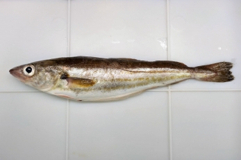 Baltijoje – svetimų jūrų žuvis