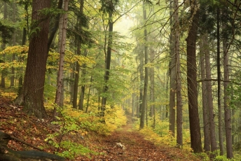 Nauji mitai apie Lietuvos miškus