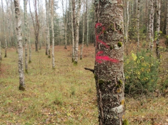 Miškų savininkai turi iki pavasarinio atšilimo sutvarkyti pažeistus medžius
