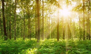 Jei turite registruoto miško, žemės mokestis Jums gali būti perskaičiuotas