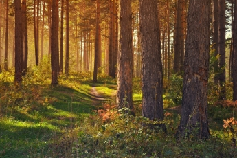 Investuojantiems į miškų ekosistemas – 300 tūkst. eurų de minimis pagalbos