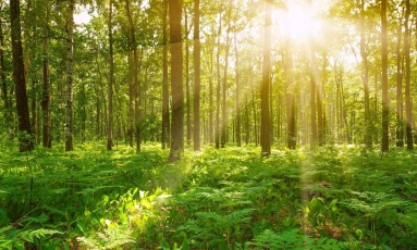 Siūlo tobulinti Miškų įstatymą
