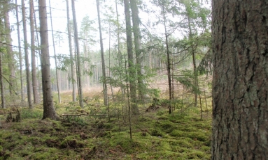 Seimo komitetas siūlo pailginti laiką prašymams duoti miško už neatgautą miesto žemę 