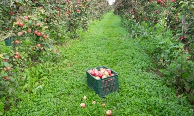 Obuolių eksportui rinkų yra, bet veikia su kliūtimis