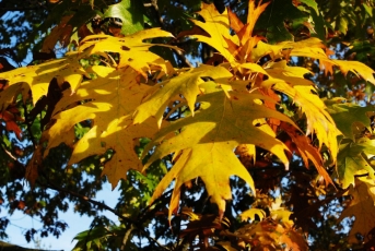 Nesutvarkyti rudeniniai medžių lapai: ką su jais daryti?