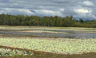 Paprašė valstybės pagalbos – prasidėjo patikrinimų maratonas