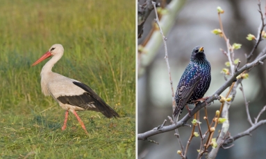 Ornitologai: tęsime kaimo kraštovaizdžio paukščių apskaitą