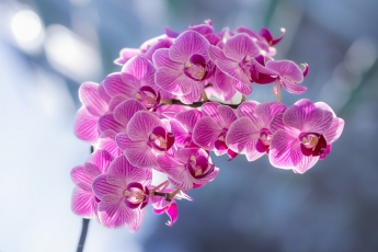 Gausiai ir ilgai žydi tik sveikos, prižiūrimos orchidėjos