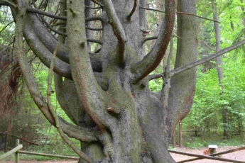 Raganų eglei reikalinga pagalba