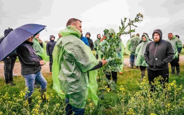 Didelis augalas dar nereiškia didelio derliaus: rapsų rinkoje – prioritetas efektyvumui