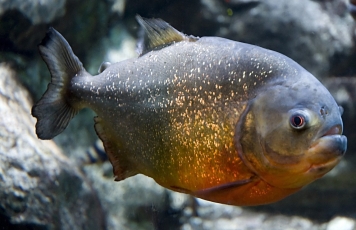 Egzotinės žuvys Lietuvos gamtiniuose vandenyse